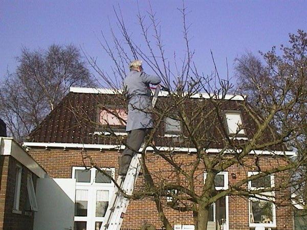 Teun v.d. Berg snoeit de appelboom.