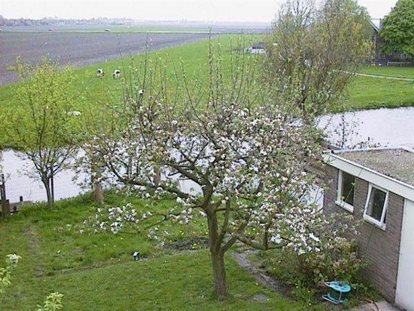 De appelboom in de lente / zomer.